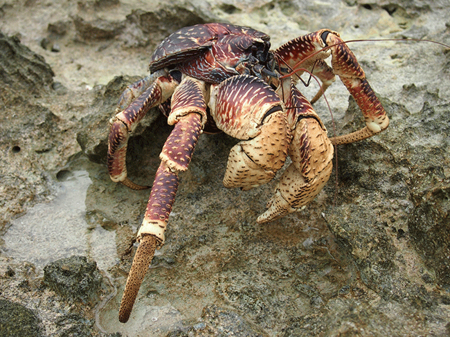 Coconut crab