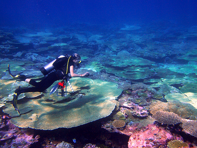 Lagoon corals