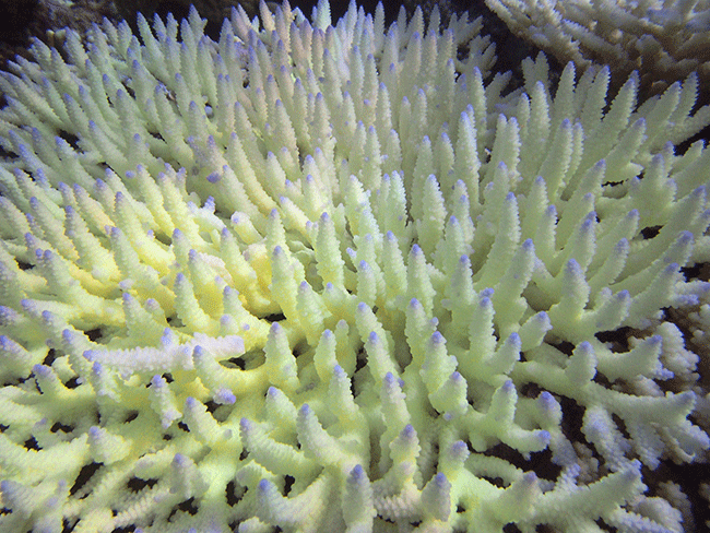 Bleached coral