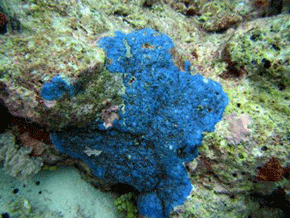 Brilliantly colored coral of the Chagos