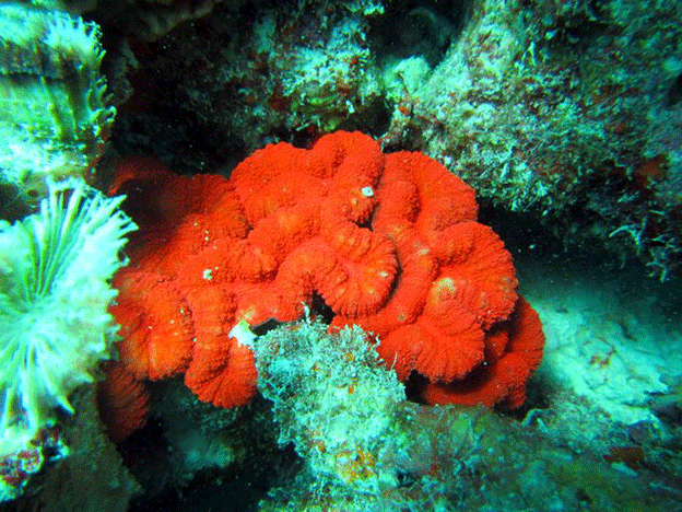 Many corals display 'day-glow' colors