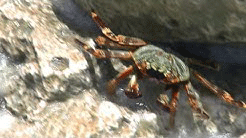 Crab Haven video