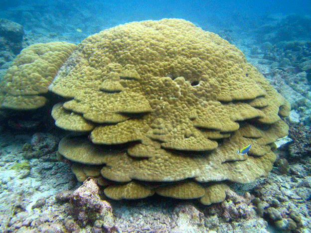 Giant Coral