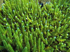A coral displaying a common green color