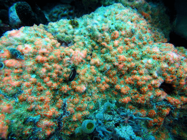 Hard coral Montipora