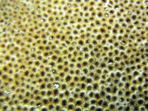 Acropora vermiculata