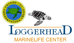 Loggerhead CCT-US logo