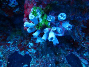 Coral image using natural light
