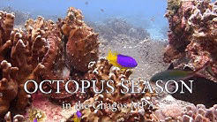 Octopus Season video