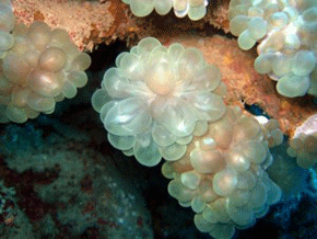 Plerogyra bubble coral