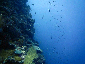 Reef wall